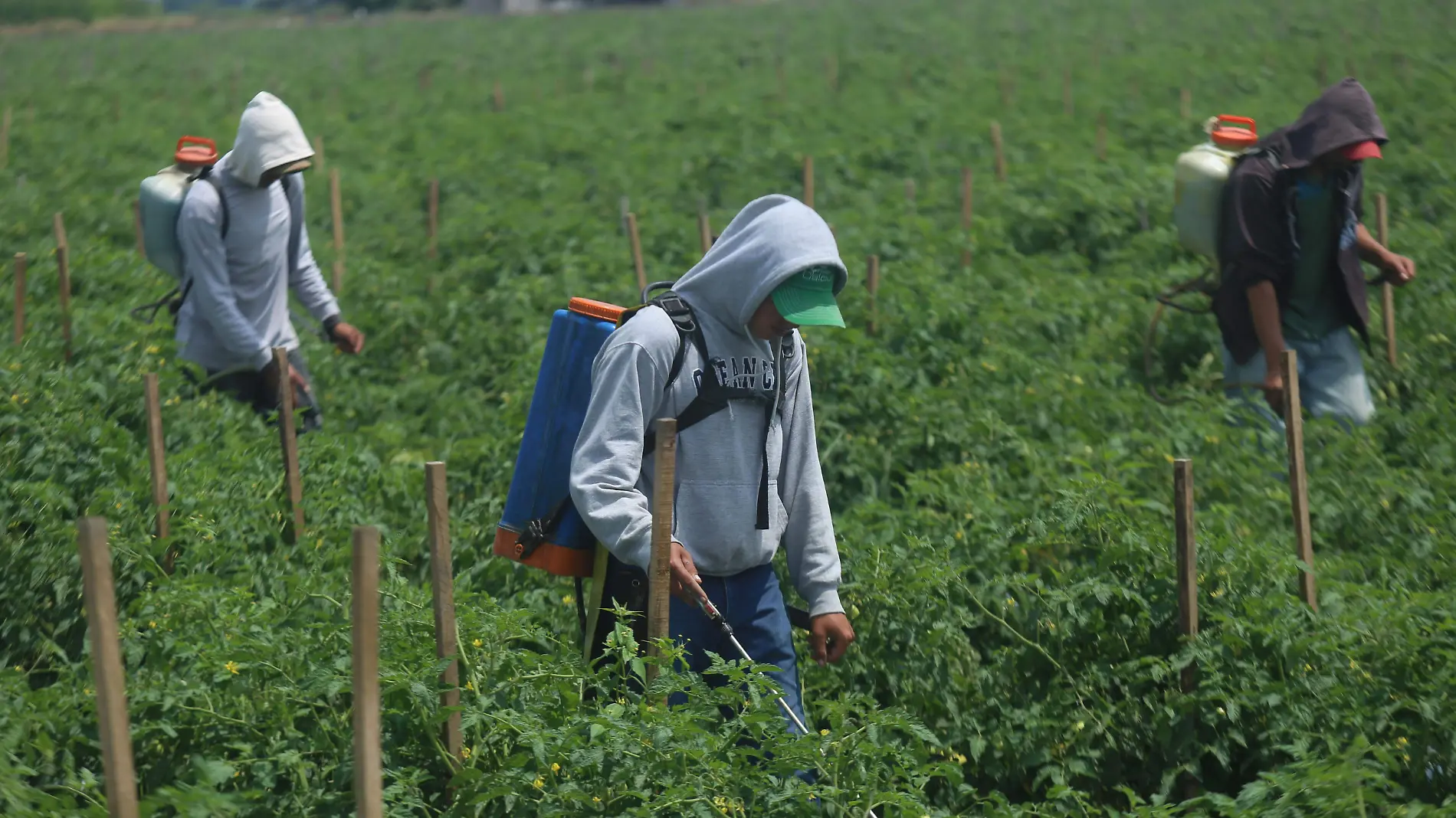 Jornaleros_Michoacan-CUARTOSCURO (1)